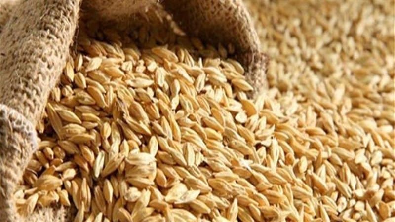 سعر طن الأرز الشعير اليوم الأحد 20 أكتوبر 2024 للتاجر والمستهلك